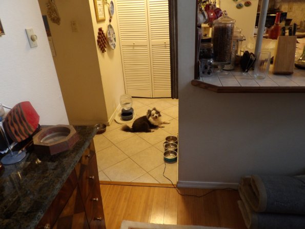 KODAK Digital Still Camera